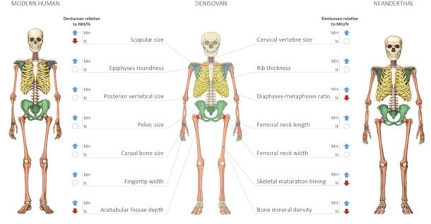 No Bones About It Hu Offers First Glimpse Of What Ancient Denisovans