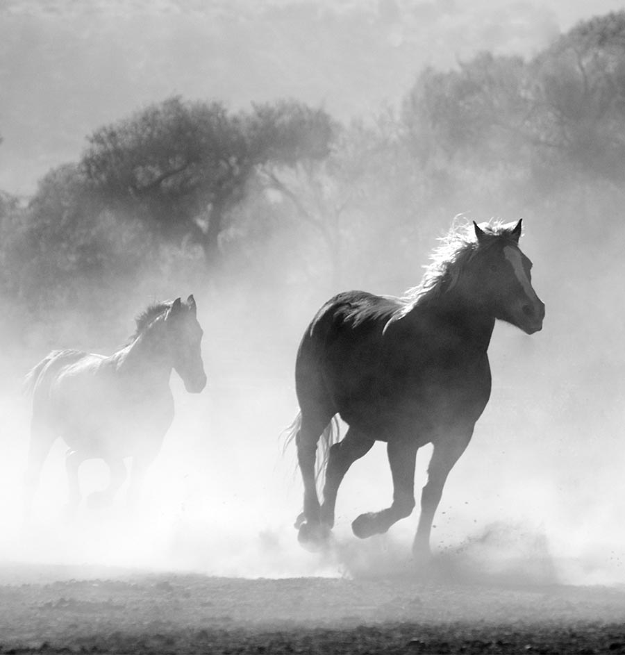 HU study reveals honey’s healing properties in horses