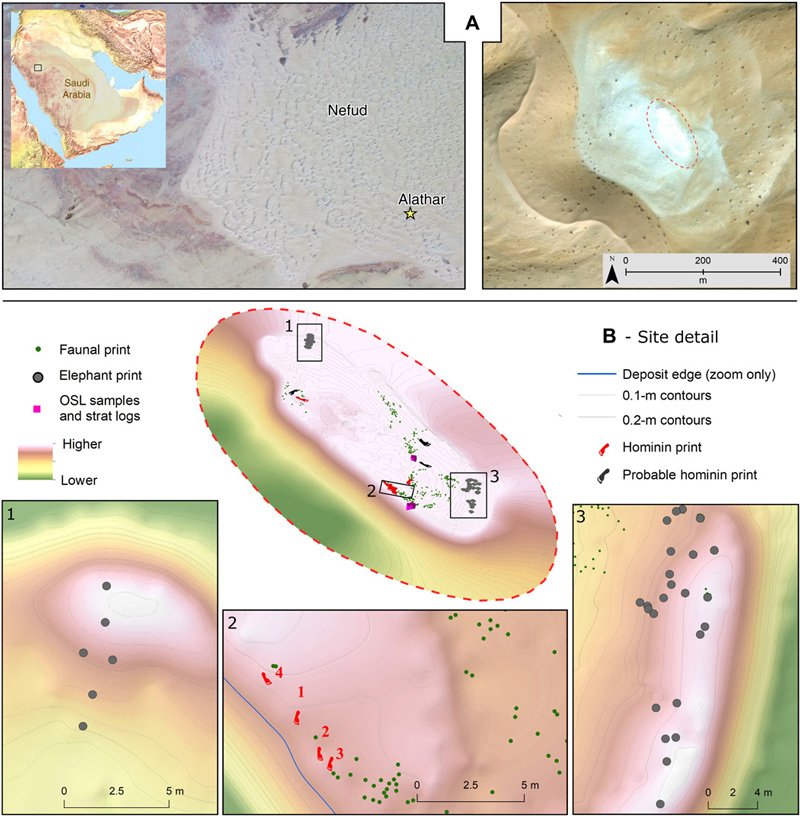 The location of the Alathar paleolake site. (A) Map showing the location of the site within the western Nefud Desert, Saudi Arabia. (B) Three-dimensional oblique map of the site and location of tracks, fossils, and optically stimulated luminescence (OSL) samples.