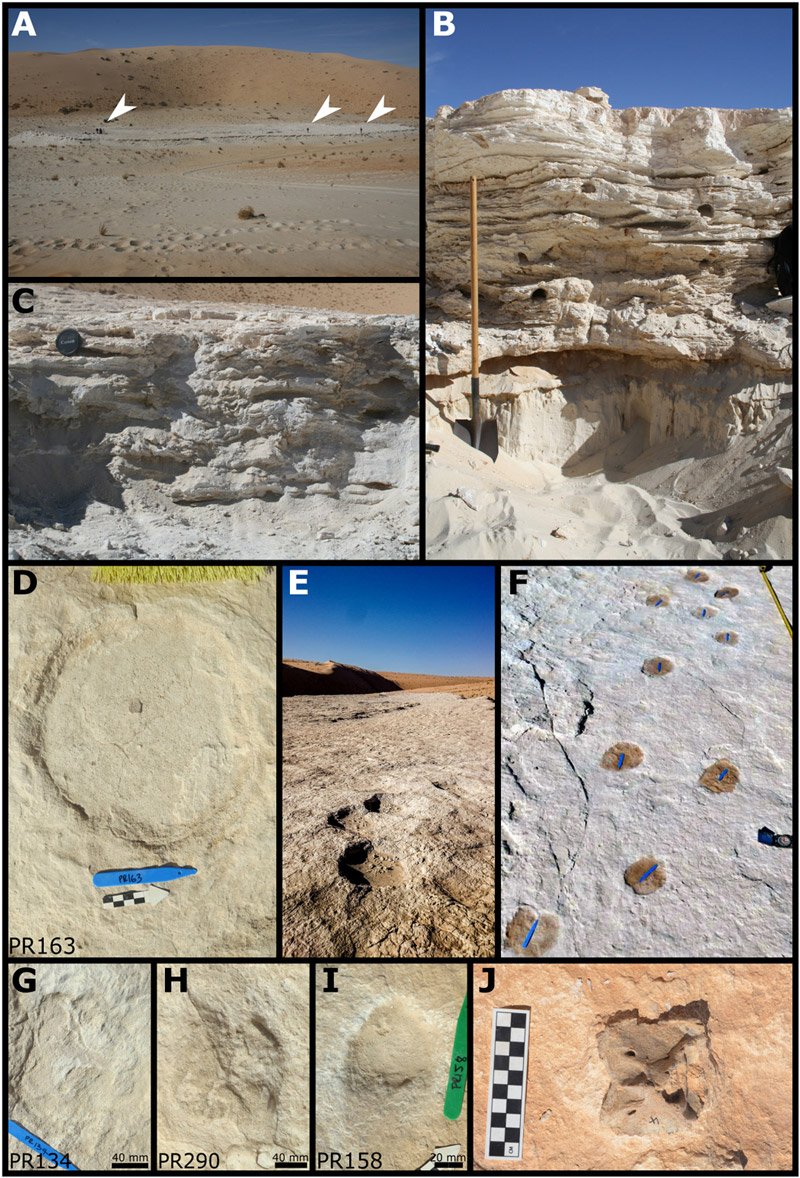 Fig. 5 The Alathar paleolake sediments, footprints, and fossils. (A) Plan view of the Alathar paleolake deposits with researchers indicated by white arrowheads. (B) First stratigraphic section (units FS1 to FS3). (C) Second stratigraphic section (units SS1 to SS3) overlying the first but located toward the center of the paleolake. (D and E) Example of an elephant track and trackway, Proboscipeda isp. (F) Camelid trackway, Lamaichnum isp. (G) Camelid forefoot (H) Camelid hindfoot. (I) Equid track, Hippipeda isp. (J) Bovid axis vertebra eroding out of the paleolake sediment.