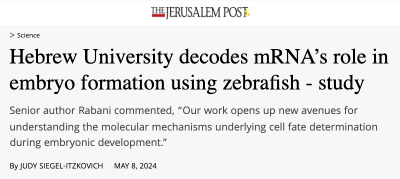 JPost header - Hebrew University decodes mRNA’s role in embryo formation using zebrafish - Senior author Rabani commented, “Our work opens up new avenues for understanding the molecular mechanisms underlying cell fate determination during embryonic development.”