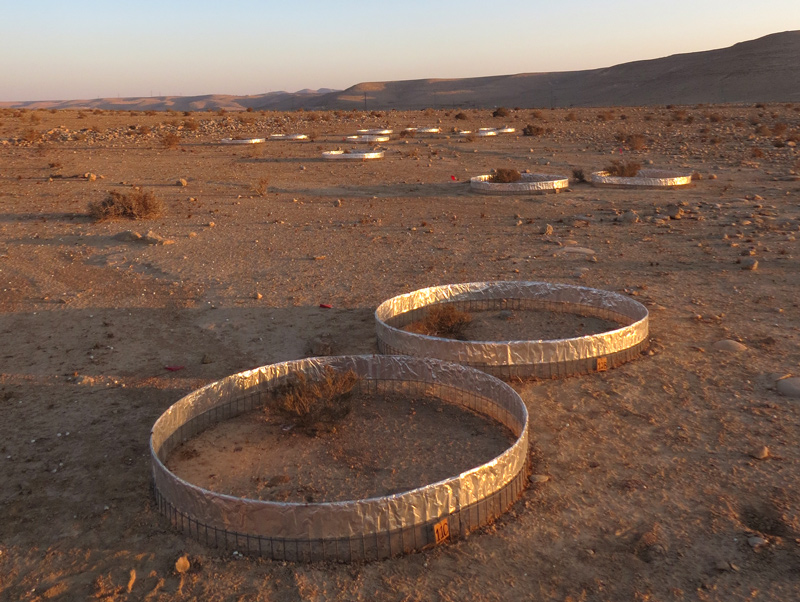 The enclosures in which the isopods diet was tested in the field.