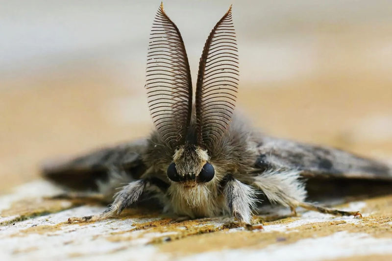 The North American spongy moth