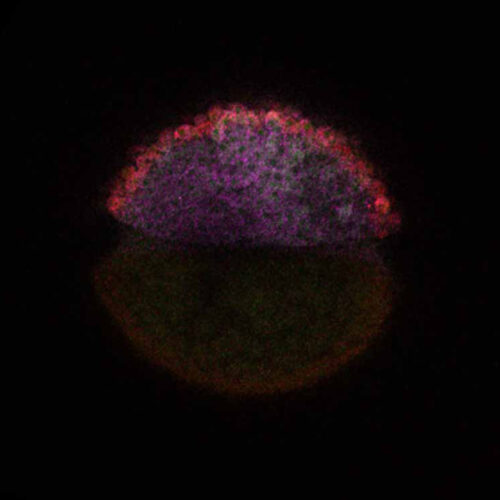 Hebrew University decodes mRNA’s role in embryo formation using zebrafish