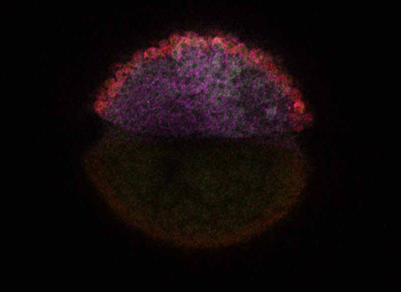 Label injected into the zebrafish embryos at the one-cell stage which is incorporated into zygotic mRNA, while pre-existing maternal mRNA remains unlabeled.