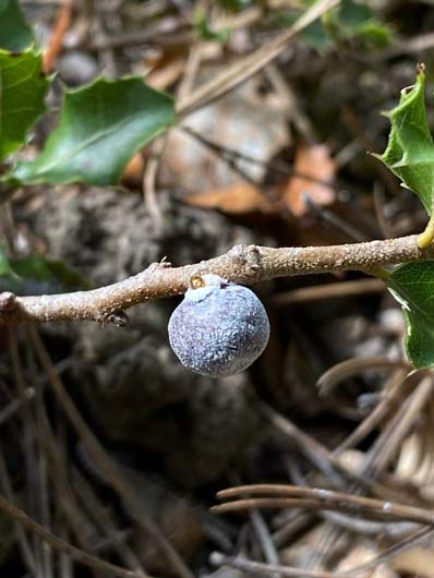 The oak aphid, kermes vermilio, on an Aleppo oak. / Susanna Tamar Dekal