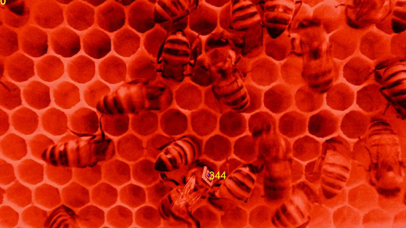 Worker Honey Bees with Barcodes Engaging in Nursing Behavior: Under red light (used to film the bees without disturbing them), with one barcoded bee as detected by the image-analysis software and its personal identification number appears on the screen.