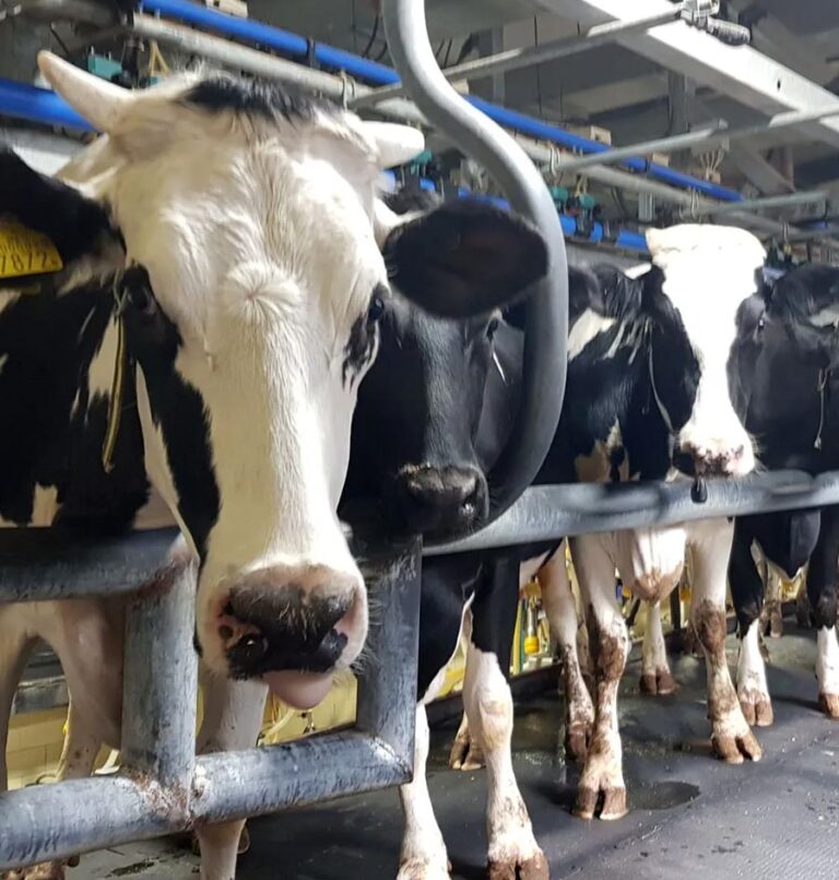 HUJI Research – Shaping Dairy Farm Vaccination Decisions: Social Pressure and Vet Influence